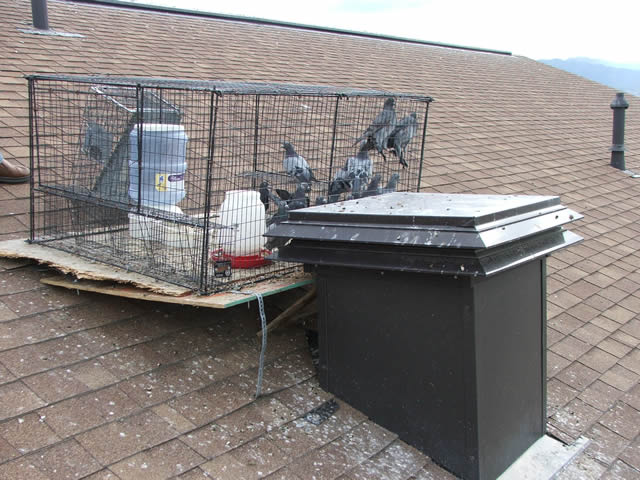 Allstate Animal Control, pigeons in a rooftop trap